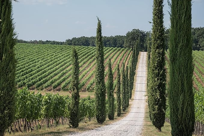 Vin Roșu Antinori, Achelo 2019, 0,75l [2]